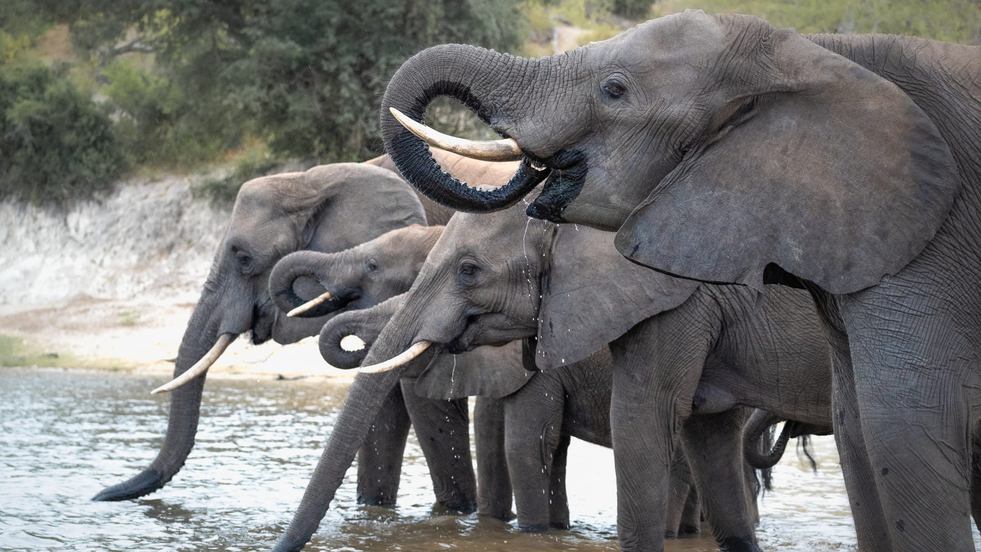 Elephants in the caprivi area