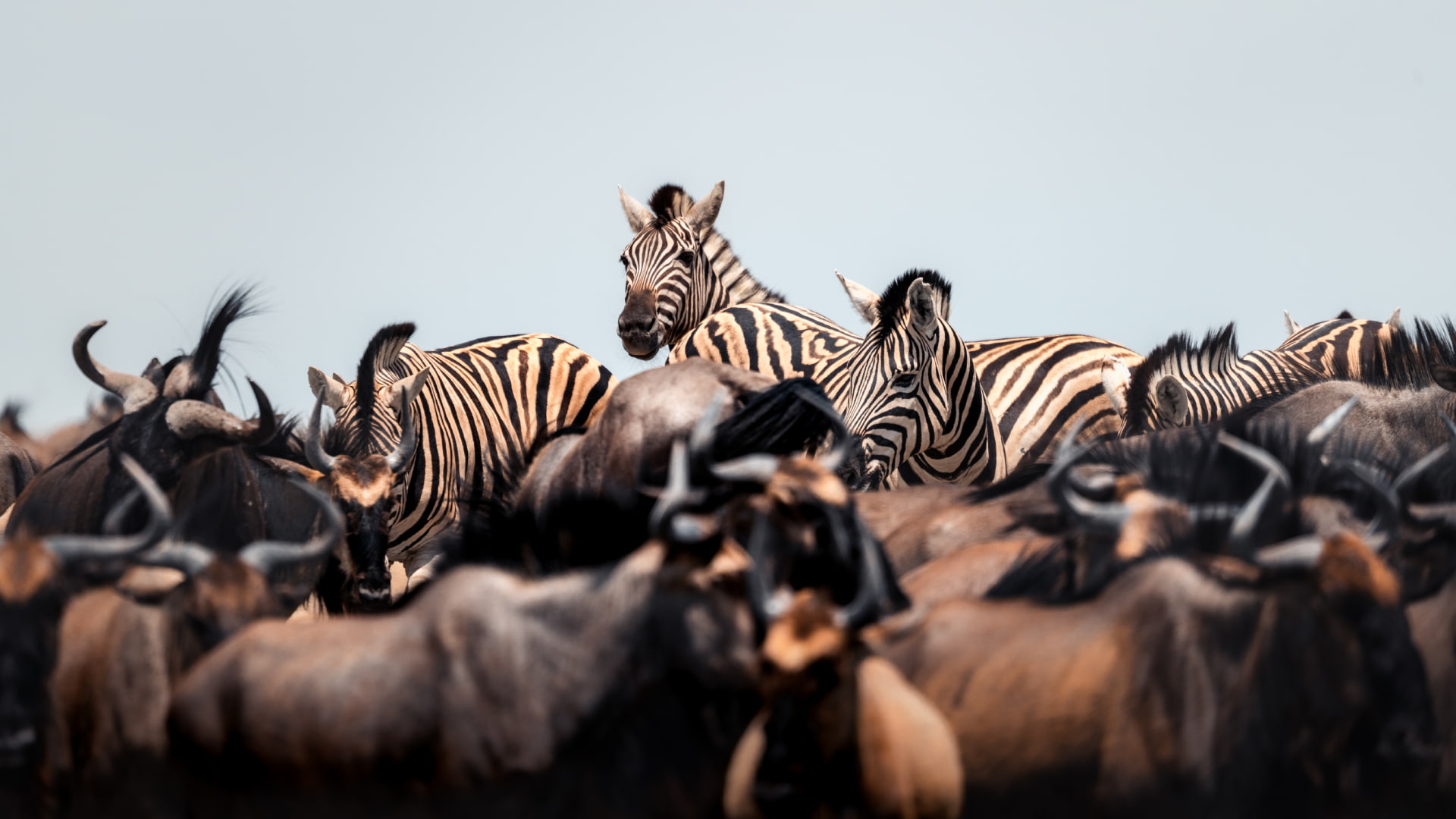 Etosha National Park