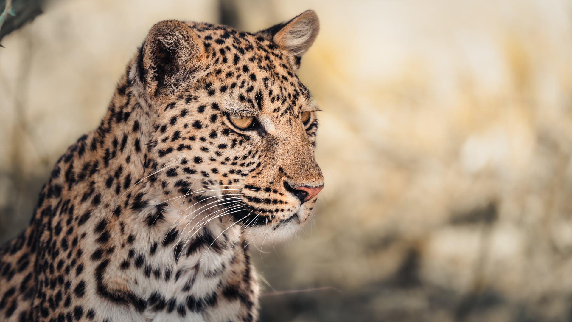 Leopard in Etosha