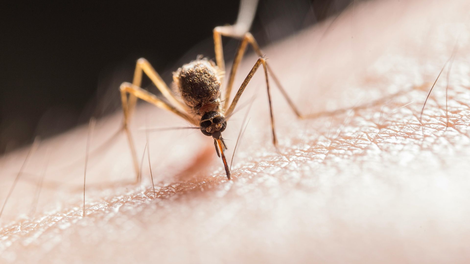 Namibia records high cases of Malaria in 2025